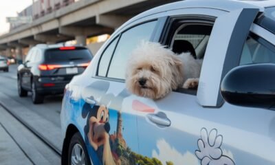 fluffy stuck on la freeway at disney