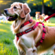 Harness buying guide